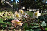 47 Festa di ellebori in fiore alla Baita Alpini